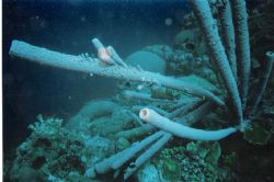 Tube sponges, some 6 feet long, and a grouper in Bonaire by Tim Delp 